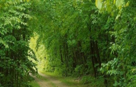 Beykoz'da Elmalı Kent Orman Projesi hayata geçirilecek!