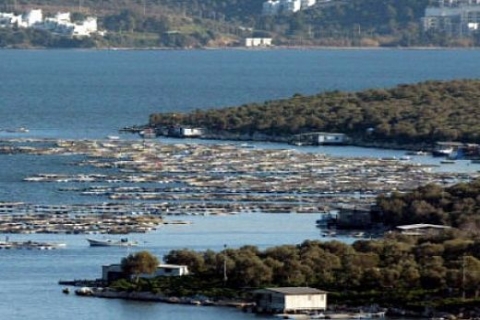 Danıştay, balık çiftlikleri kurulmayacağı kararını aldı!