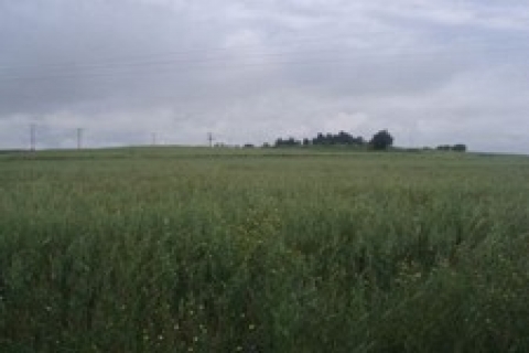 çatalca'da icradan satılık 27 bin 461 metrekare tarla!