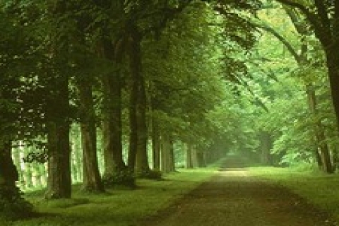 İGC'den Hatıra Ormanı 'ndaki inşaat çalışmasına dava!