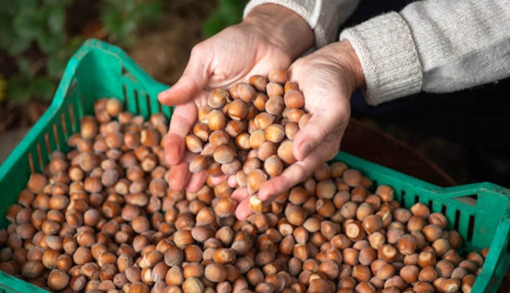 Son dakika.. Fındık fiyatları yerinde durmuyor! Güncel ücretlendirme İl İl açıklandı hemen bakın!
