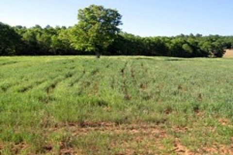 Bakanlar Kurulu 4 ilde bazı arazileri kamulaştıracak!