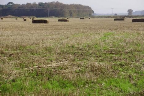 Mersin Aydıncık'ta 1 milyon TL'den satılık tarla!