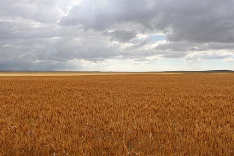 Konya'da arazi fiyatlarını büyük şirketler 3 katına çıkardı!