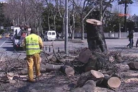 Dolmabahçe'deki hastalıklı tarihi çınar ağaçları kesiliyor!