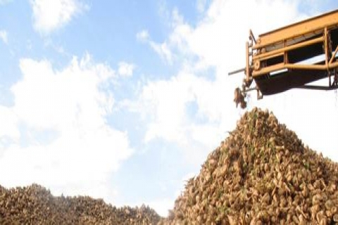  Pankobirlik, tüm şeker fabrikalarına talip!