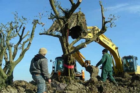 Park Village projesine zeytin ağaçları sevk edilmeye başlandı!