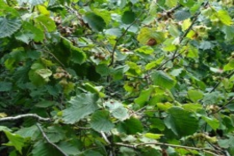 Arsin'de icradan satılık fındık bahçeleri!