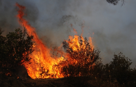  Kavaklıdere'de orman yangını çıktı!