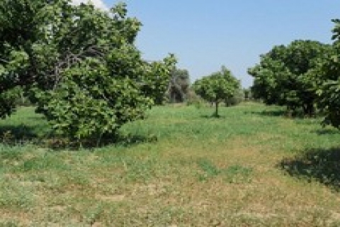 Aydın'da icradan 499 bin TL'ye satılık arsa!