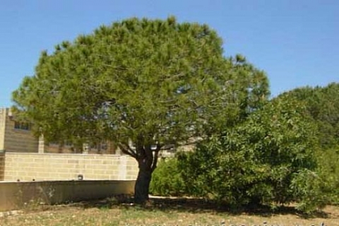 Karlıktepe Mahallesi'ndeki 150 yıllık çam ağaçları inşaat kurbanı!