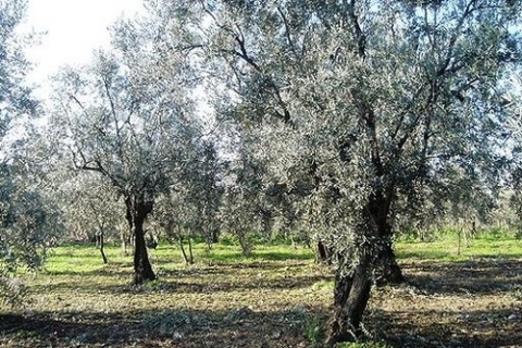 Bodrum'da icradan 1 milyon 300 bin liraya satılık zeytinlik!