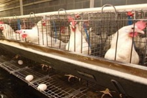 Köy-Tür Tavukçuluk'un 7 bina ve çiftliği icradan satılık!