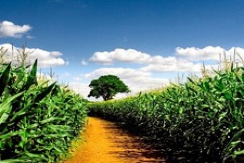 Hatay'da 1 milyon 64 bin TL'ye satılık tarla!