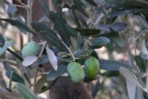 Şarköy'de zeytinciliğe özel sanayi bölgesi kuruluyor!