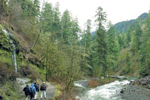 İstanbul'a ormankentler kurulacak!