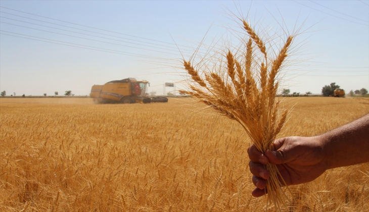 TMO nun buğdayda çiftçiye ödeyeceği prim destek miktarı belli oldu! Bu tarihe kadar kayıt yaptırmayan para alamayacak