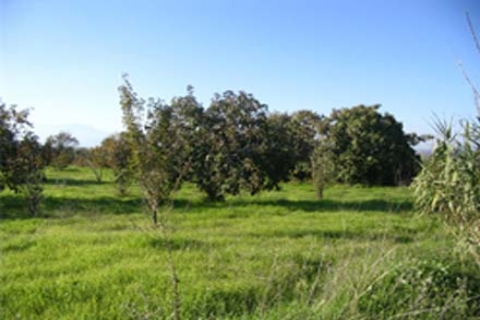 Kozlu Belediyesi'nden satılık 4 arsa! 1 milyon 33 bin TL'ye!