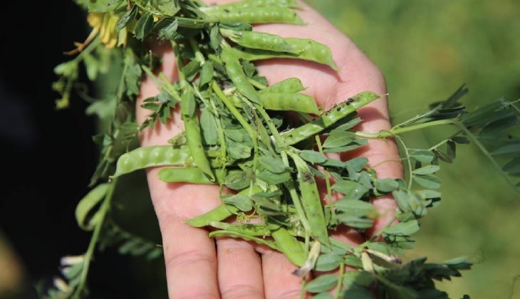 Hedef çiftçilerin gelirini artırmak! Toprakla buluşmuştu, hasadı havalara uçurdu