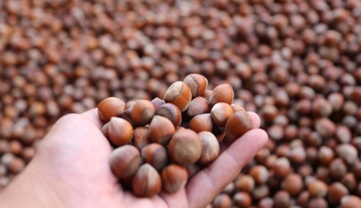 Çiftçiler dikkat! Fındık fiyatları belli oldu! İşte il il fındık fiyat listesi...