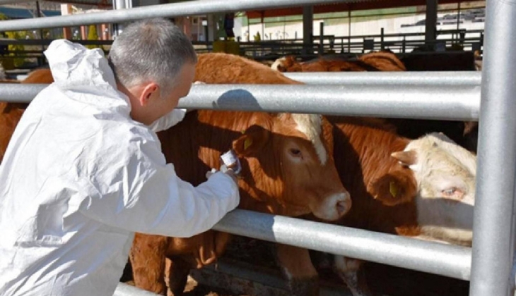 Zonguldak'ta 55 bölgede şap hastalığı nedeni ile karantina uygulaması başladı