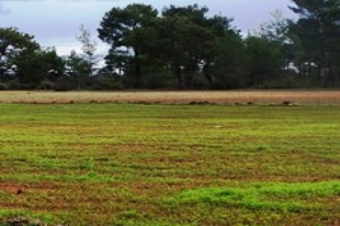 Elazığ'da icradan 1 milyon 444 TL'ye satılık tarla!