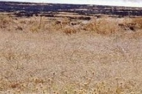 Amasya Defterdarlığı 'ndan 49 yıllığına kiralık arazi!