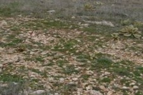 Fatsa Belediyesi 2 ham toprağı 417 bin 360 TL'ye satıyor!