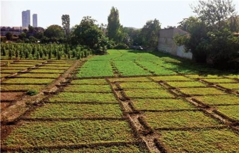 Yedikule'deki tarihi bostanlar için 3 plan ortaya çıktı!