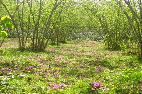 Düzce Çilimli'de icradan satılık 114 arsa!