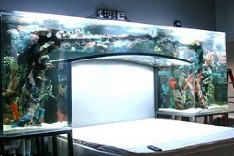 Chad Ochocinco, yatak odasına dev akvaryum yaptırdı!