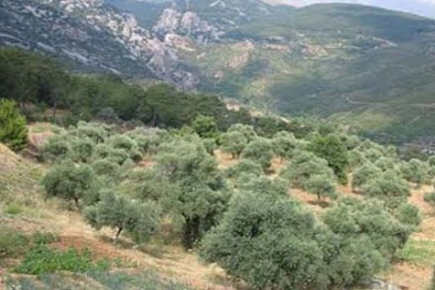 Muğla Milas'ta 901 bin TL'ye icradan satılık zeytinlik!