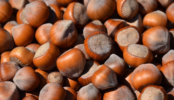 Fındık fiyatlarında rekor! Bakın illere göre fındık fiyatları ne durumda?