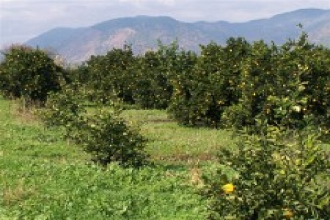 Karataş'ta icradan 857 bin 368 TL'ye narenciye bahçesi!