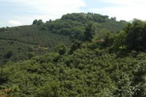 Giresun'da satılık fındık bahçesi