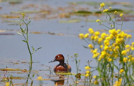 Çevre ve Şehircilik Bakanlığı Mersin'deki yaz ördeğini korumaya aldı!
