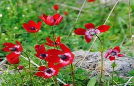 Dağ laleleri Side Antik Kent'i kırmızıya bürüdü!