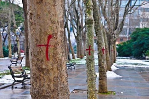 Taksim Gezi Parkı ağaçlarını kim işaretledi