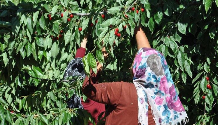 Hasadı başlayan kirazın fiyatı bahçede 10 lirayken markette 30 lira!