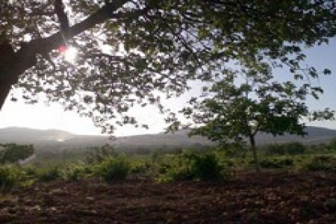 Gaziantep'te 1 milyon TL'ye satılık 3 bağ!