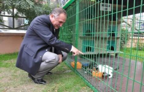 Bolu'da kedi beslenme ve sığınma evi açıldı!