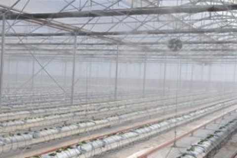 İzmir'e 2 milyon metrekarelik jeotermal sera kurulacak!