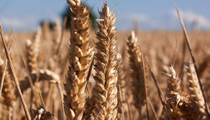 Buğday fiyatları yükseliyor! Çiftçilere şok! Hangi borsada buğday kaç lira oldu? 28 Temmuz 2022 buğday fiyat listesi...