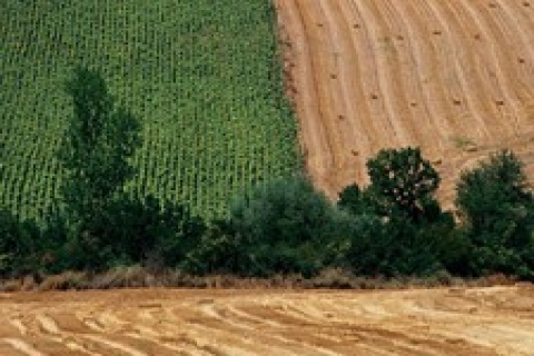 Tuzla Aydınlı'da 46 bin m ² tarla 9 milyon 248 bin TL'ye! İcradan!