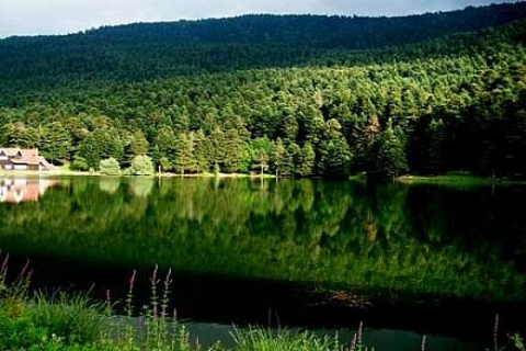 Dünyanın 100 doğal ormanından Cerattepe altın tehdidi altında!