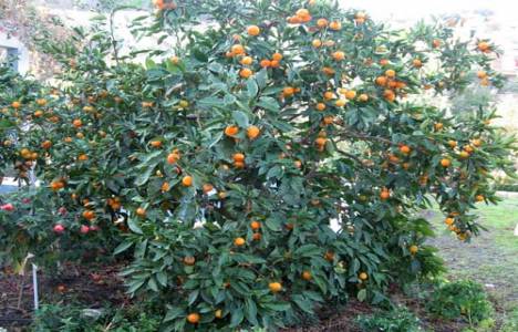  Adana'da 282 bin TL'ye açık artırma ile tarla satılıyor! 