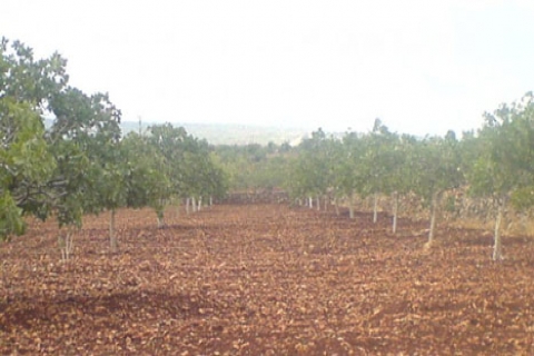  Gaziantep'te 1.6 milyon TL'ye icradan fıstık bahçesi içinde ev!