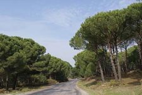 Duravit,Tuzla'ya fıstık çamı ormanı kuracak