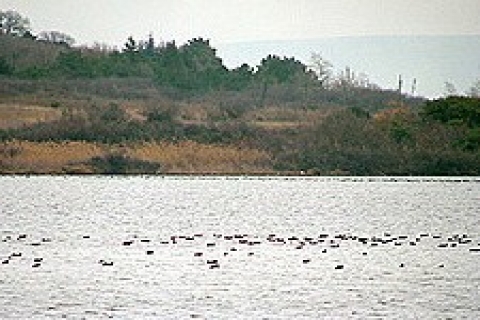 Enez'de Lagün göllerin kiralanması tepki yarattı!
