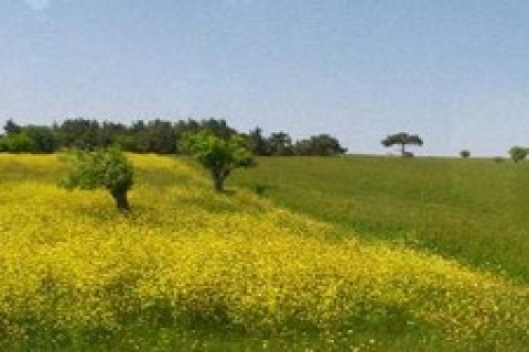 Eyüp'te 1 milyon 415 bin TL'ye tarla! İcradan!